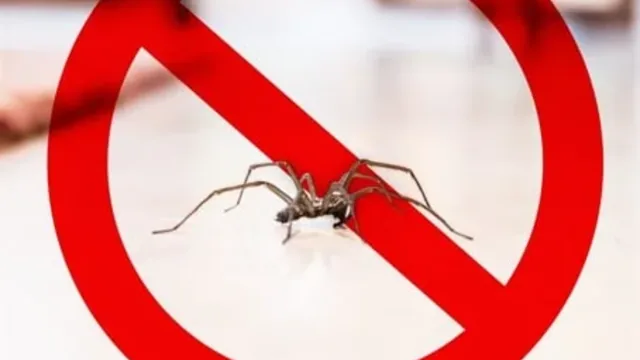 The Benefits of Hiring a Professional Spider Exterminator