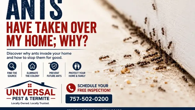 Ants Have Taken Over My Home; Why?