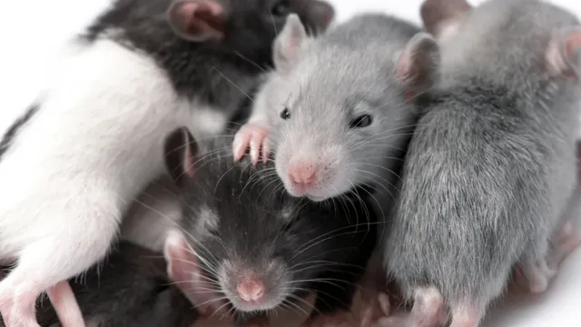 Why Chesapeake Gets More Winter Rodents | Geographic Guide