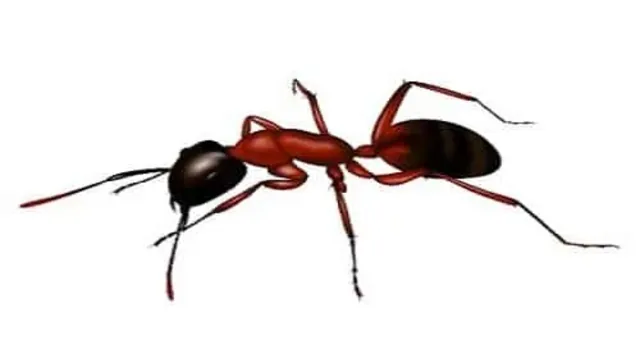 Working with Pest Control Professionals: When to Seek Expert Help for Ant Control
