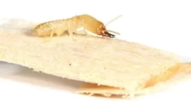 What Damage Can Termites Cause?