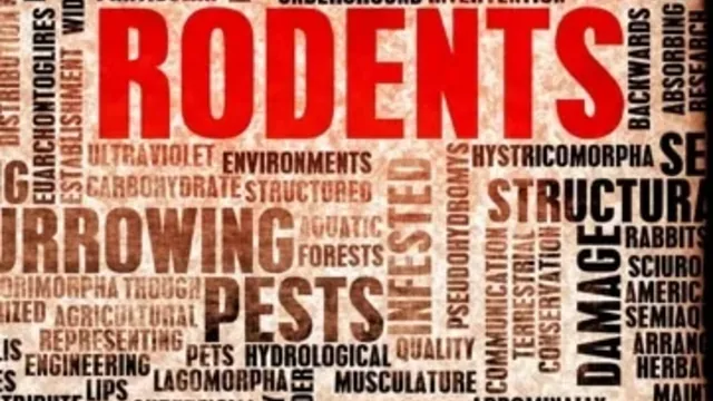 Fall Rodent Prevention Tips Virginia Beach Homes