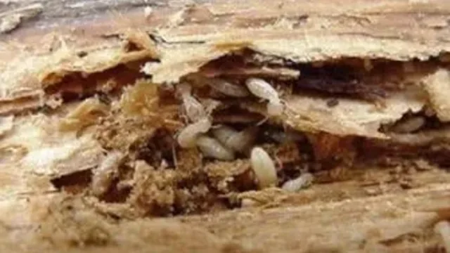 Understanding & Preventing Termites In Your Home