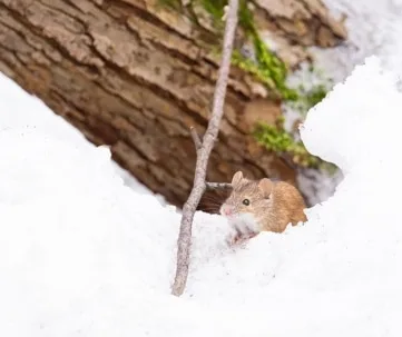 Top Winter Pest Invaders