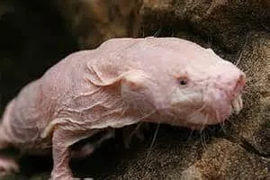 Naked Mole Rat!!!