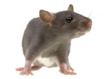 How Do Fall/Winter Pests Affect Your Home?