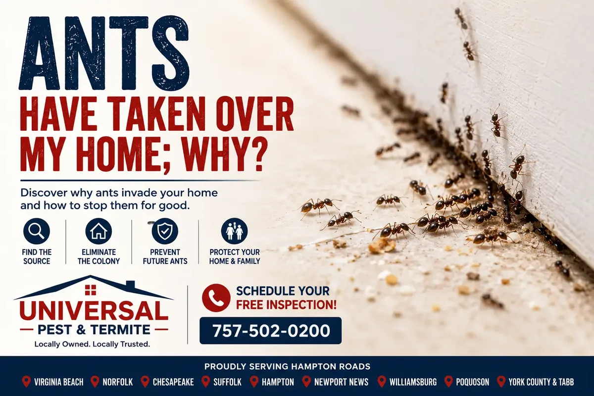 Ants Have Taken Over My Home; Why?