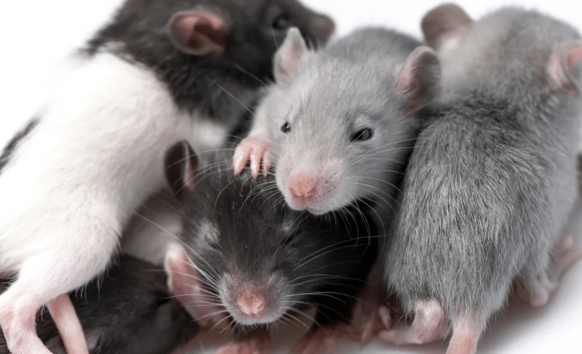 Why Chesapeake Gets More Winter Rodents | Geographic Guide