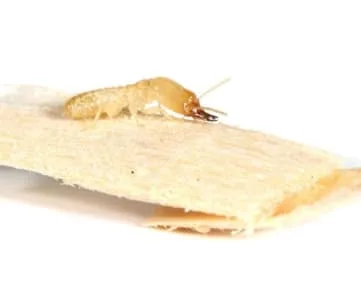 What Damage Can Termites Cause?