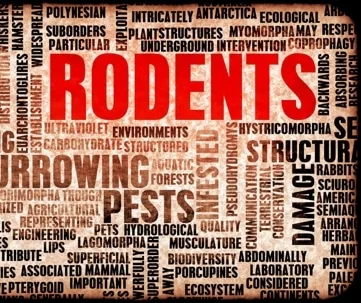Fall Rodent Prevention Tips Virginia Beach Homes