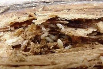 Understanding & Preventing Termites In Your Home