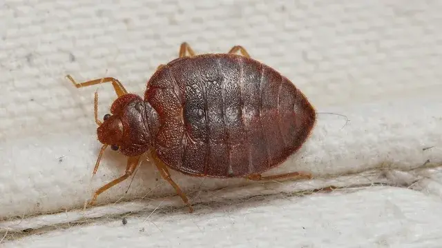 Flat oval reddish-brown adult bed bug on a mattress seam