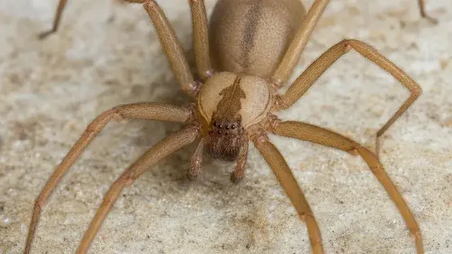 Light tan-brown brown recluse spider with a dark violin-shaped marking on its back