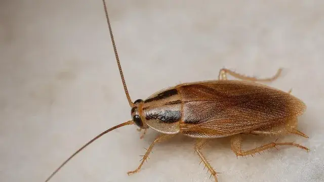 German cockroach with two dark parallel stripes behind its head on a kitchen surface
