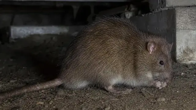 Large brown Norway rat with a blunt nose and thick tail in a crawl space