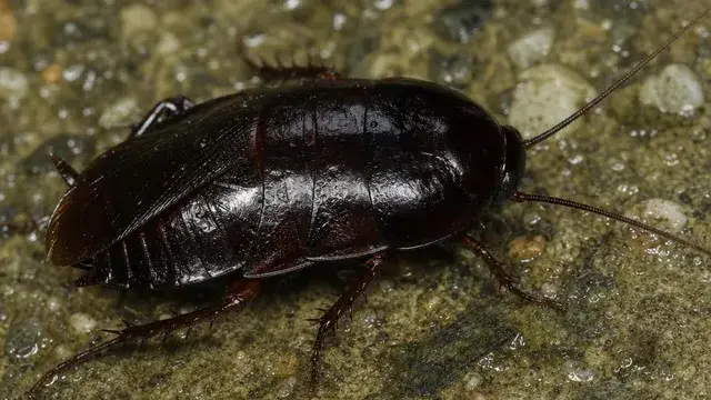 Shiny dark, almost black Oriental cockroach on damp concrete