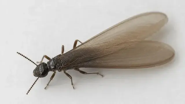 Dark subterranean termite swarmer with two pairs of equal-length translucent wings and straight antennae