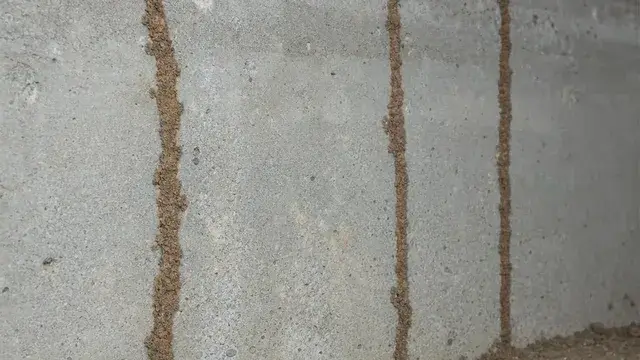 Brown pencil-width termite mud tubes running up a concrete foundation wall