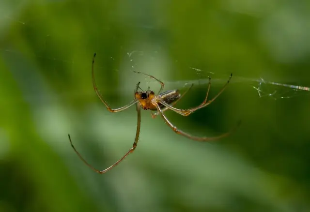 Spider web removal and perimeter spider treatment on a Hampton Roads home