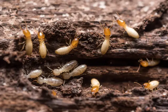 Close-up macro of a colony of active, cream-colored subterranean termites tunneling through and feeding on damaged wood, showing the kind of hidden infestation Universal Pest & Termite eliminates in Hampton Roads homes