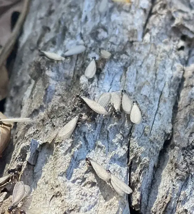 Dozens of live subterranean termite swarmers emerging from weathered wood during a spring swarm