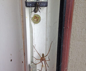 spider control williamsburg