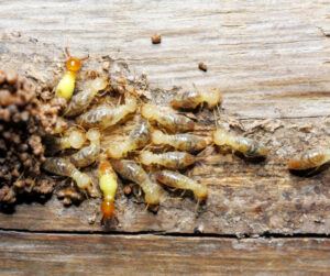 types of termites 