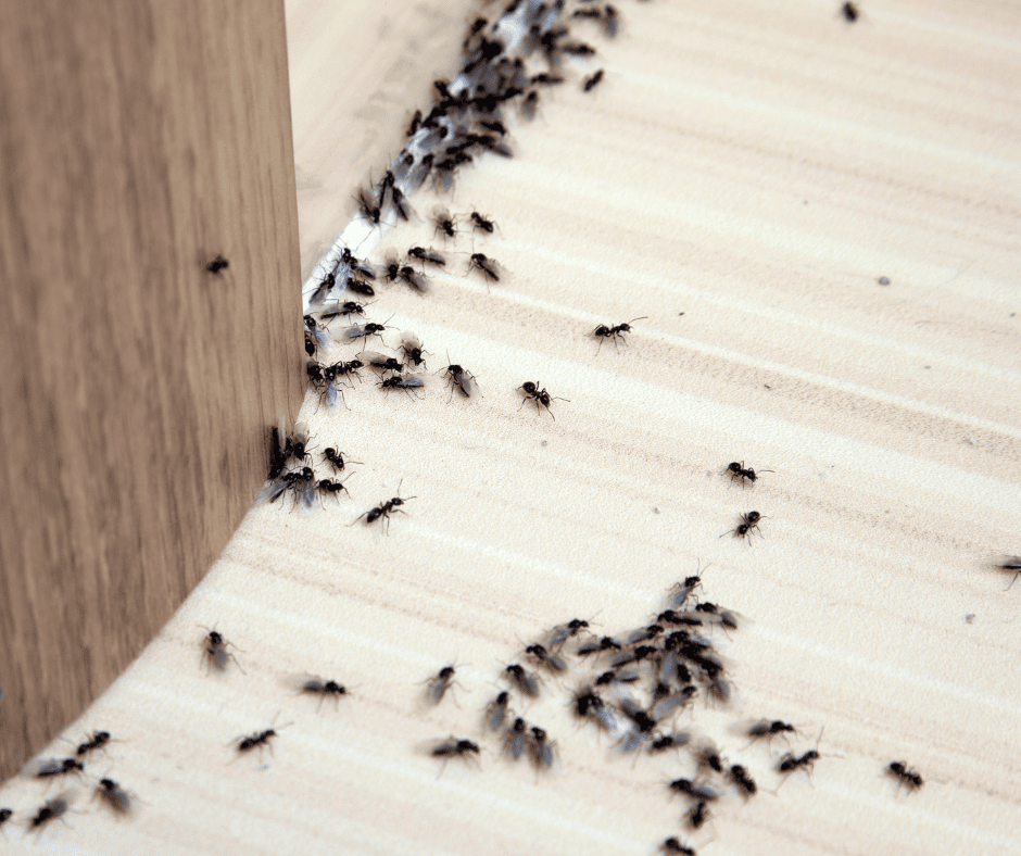 The Ultimate Guide to Effective Ant Control: Tips, Tricks