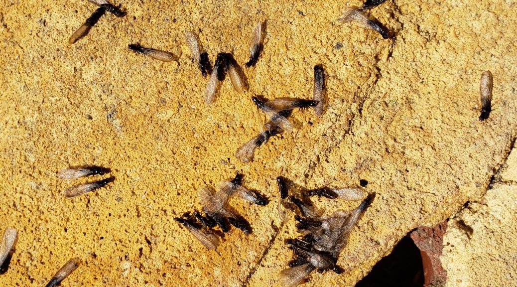 termites in virginia beach