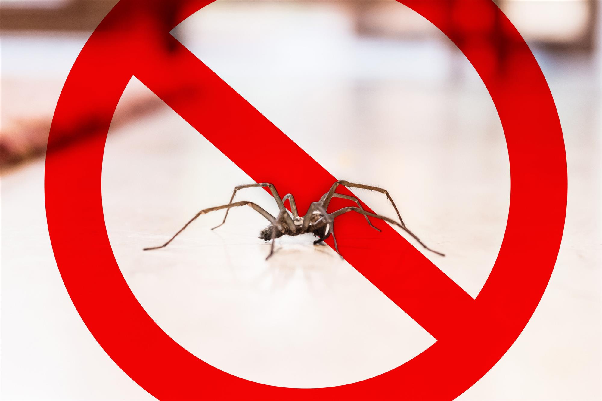 Benefits of Hiring Professional Spider Exterminator