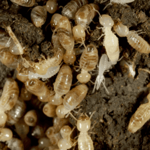 subterranian termites