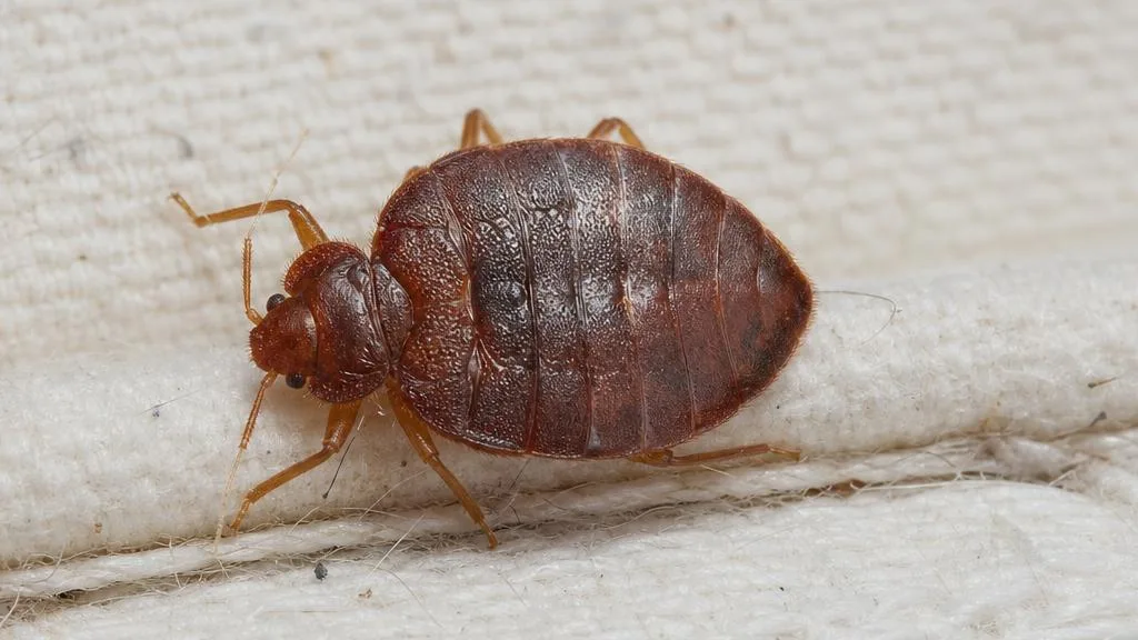 Flat oval reddish-brown adult bed bug on a mattress seam