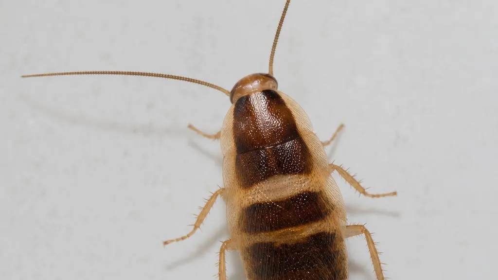 Small light brown brown-banded cockroach with two lighter bands across its wings