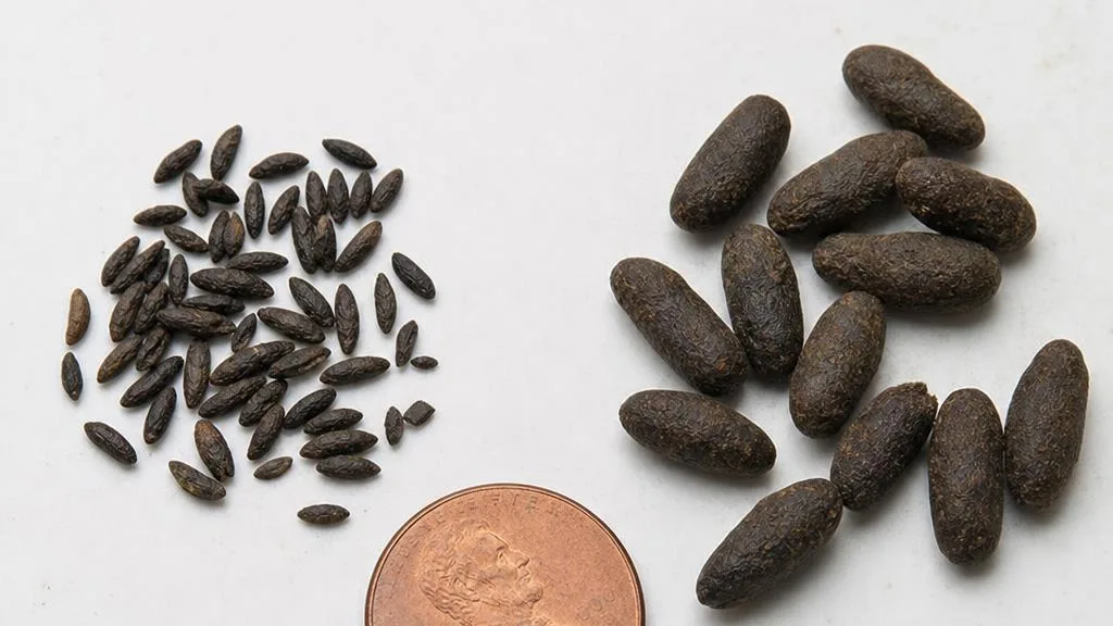Comparison of small pointed mouse droppings next to larger blunt rat droppings