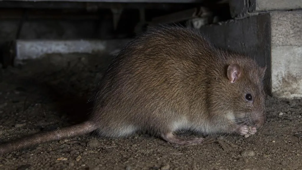 Large brown Norway rat with a blunt nose and thick tail in a crawl space