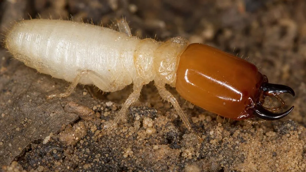 Termite soldier with a pale body and large orange-brown head with dark mandibles