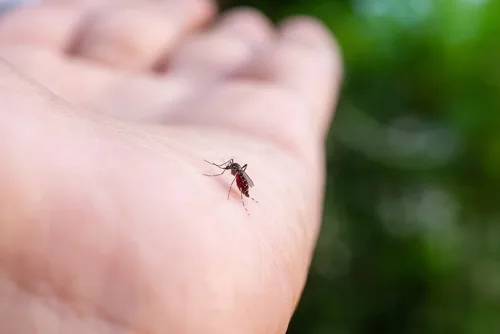 Backyard mosquito barrier treatment being applied by Universal Pest in Hampton Roads