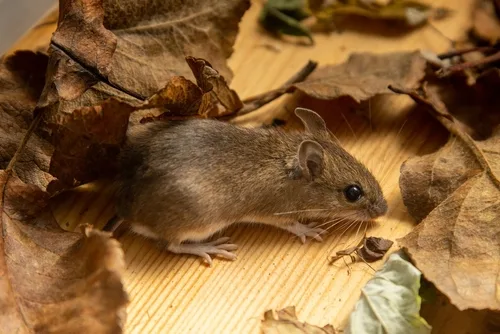 Mouse control bait station placement inside a Hampton Roads home