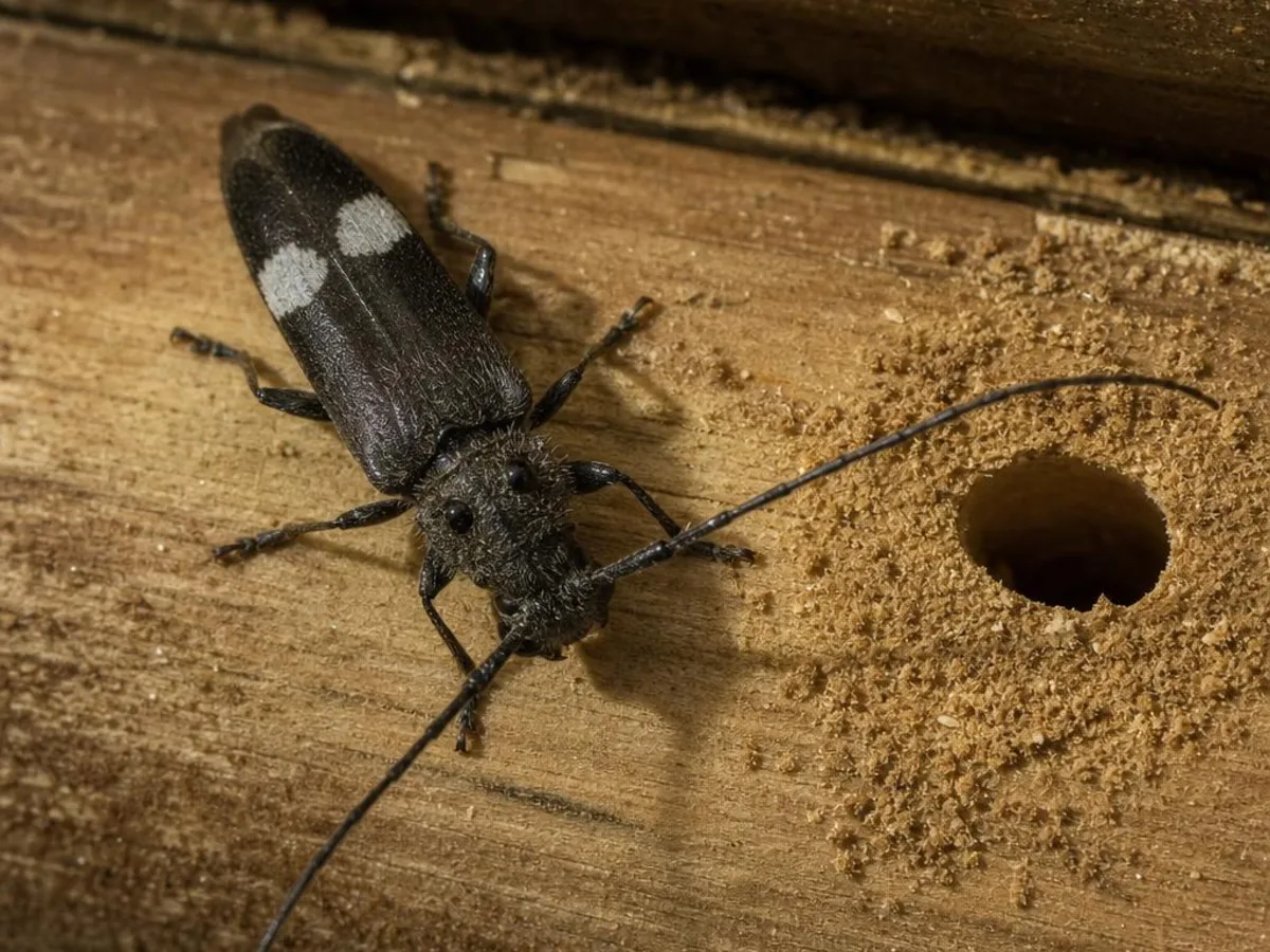 Old house borer beetle with chalky white patches on its wing covers resting on Southern Yellow Pine framing next to an oval exit hole