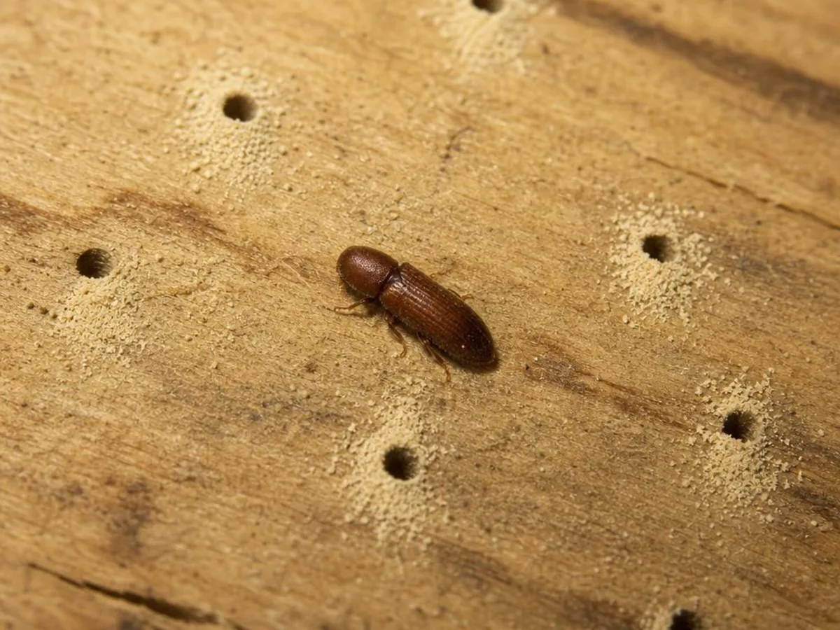 Small reddish-brown anobiid powderpost beetle on pine framing beside round exit holes and piles of flour-fine frass
