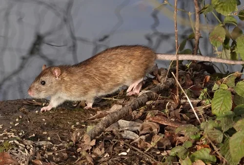 Rat control and exclusion service in a Hampton Roads crawl space