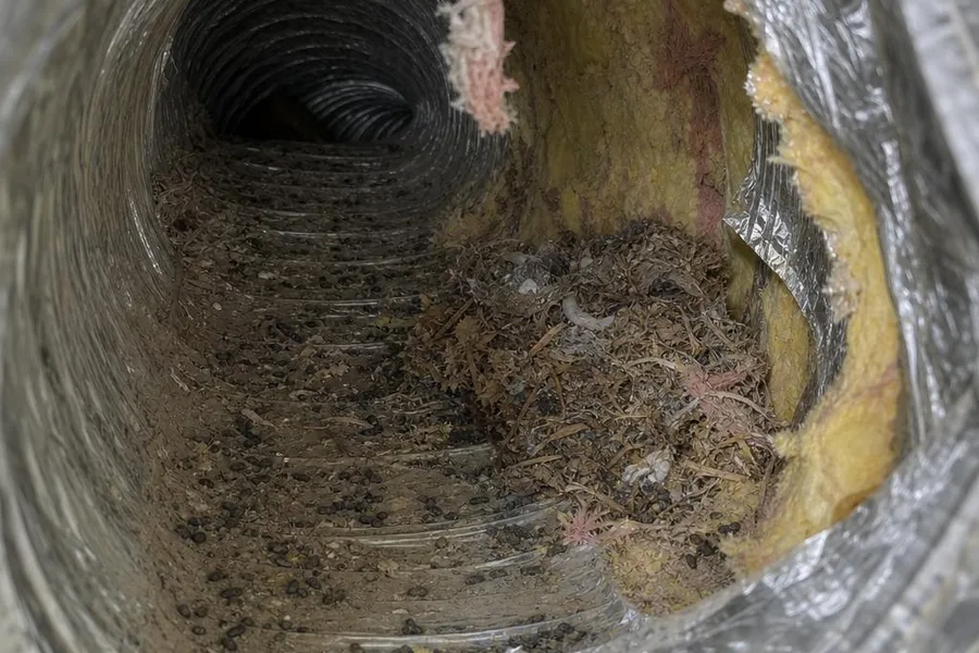 Illustration of a rodent nest, droppings, and shredded insulation inside a torn insulated HVAC flex duct.