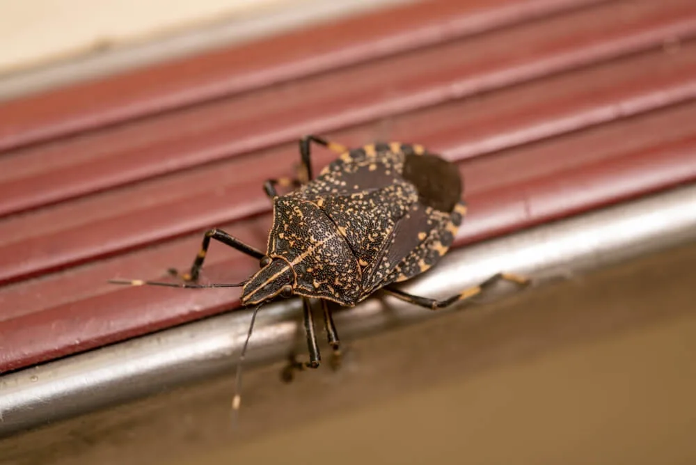 Stink bug exterior barrier treatment on a Hampton Roads home in fall