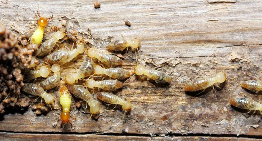 A cluster of pale, cream-colored termite workers tunneling through the grain of weathered, damaged wood