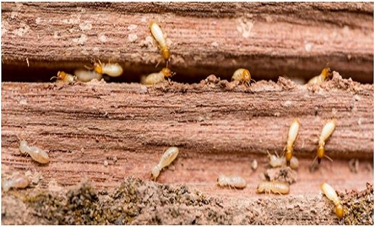 Worker Termite 1-1