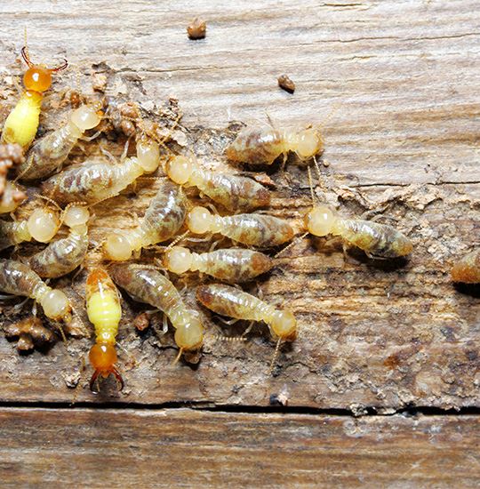 svc-termites