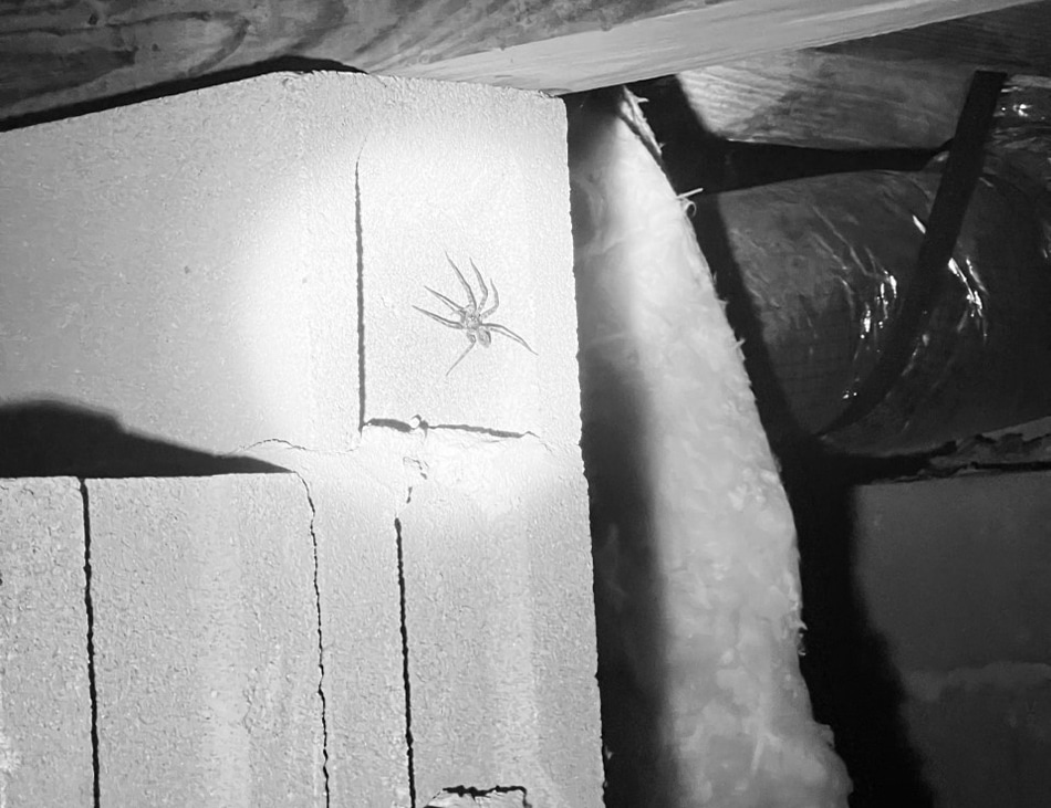 Spider-Page.2404291326194