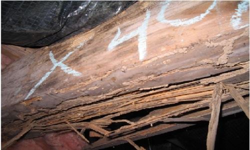 damage-repair