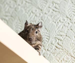 Rodent Entry Points