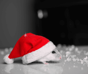 winter mouse pest control